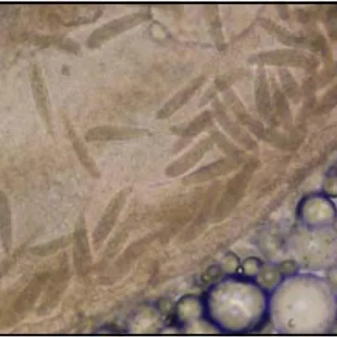 thumbnail for publication: Common Freshwater Fish Parasites Pictorial Guide: Flagellates